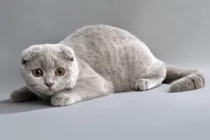 Лучших сухих кормов для вислоухих кошек - рейтинг
