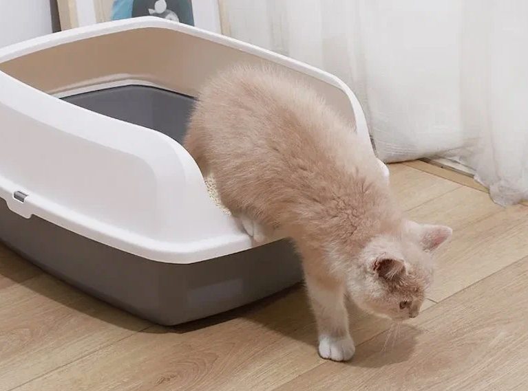 Лучших наполнителей для котенка Лучших наполнителей для котенка